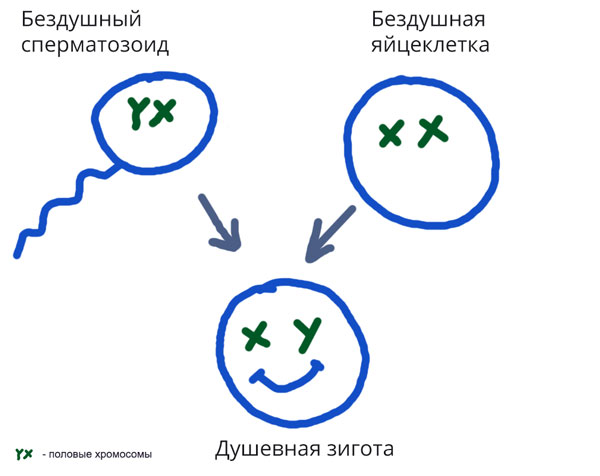 Упрощенная схема появдения души во время полового размножения